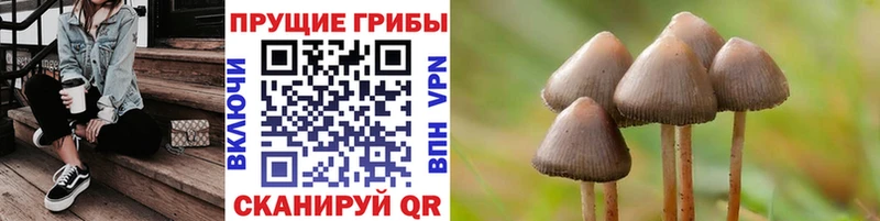 цены   Суджа  Галлюциногенные грибы Psilocybe 